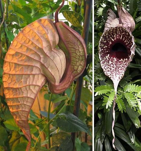 گل پلیکان( ARISTOLOCHIA GRANDIFLORA)