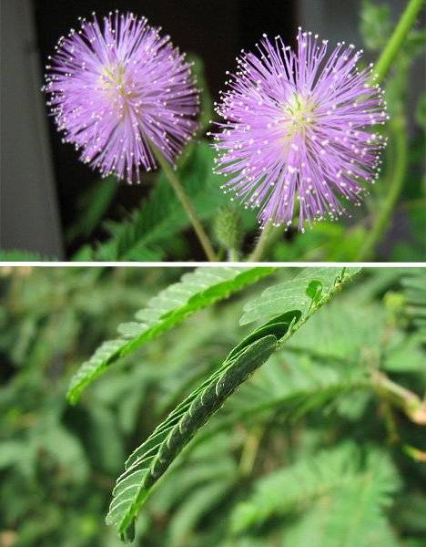 گل قهر و آشتی (MIMOSA PUDICA)