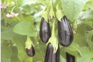 خواص درمانی بادمجان