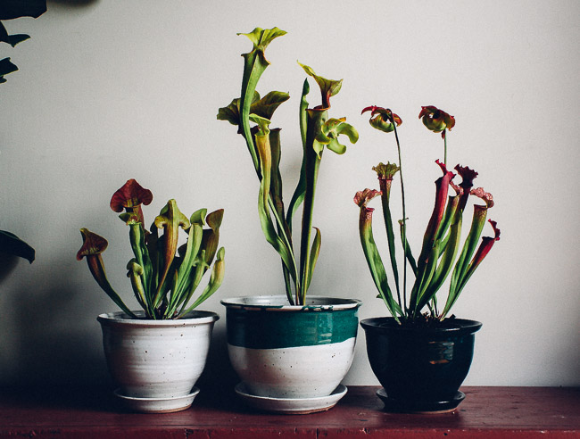 گل ساراسنیا (Sarracenia)