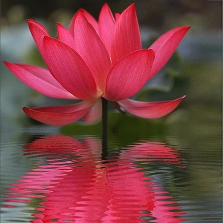 لاله‌ی مردابی روی آب