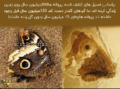 پروانه ها 200میلیون سال قدمت دارند 