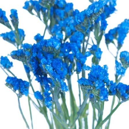 گل شصت عروسان (لیمونیوم)