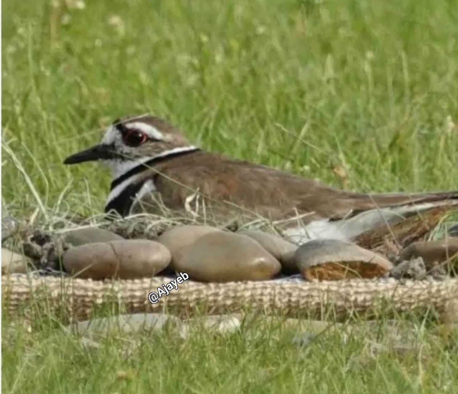 تعطیلی یک ورزشگاه بدلیل تخم گذاری یک پرنده