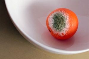 با مواد غذایی کپک زده چه کنیم