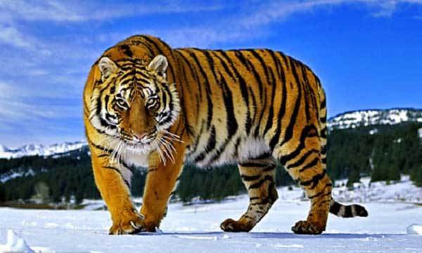 ببر سیبری (Siberian Tiger)