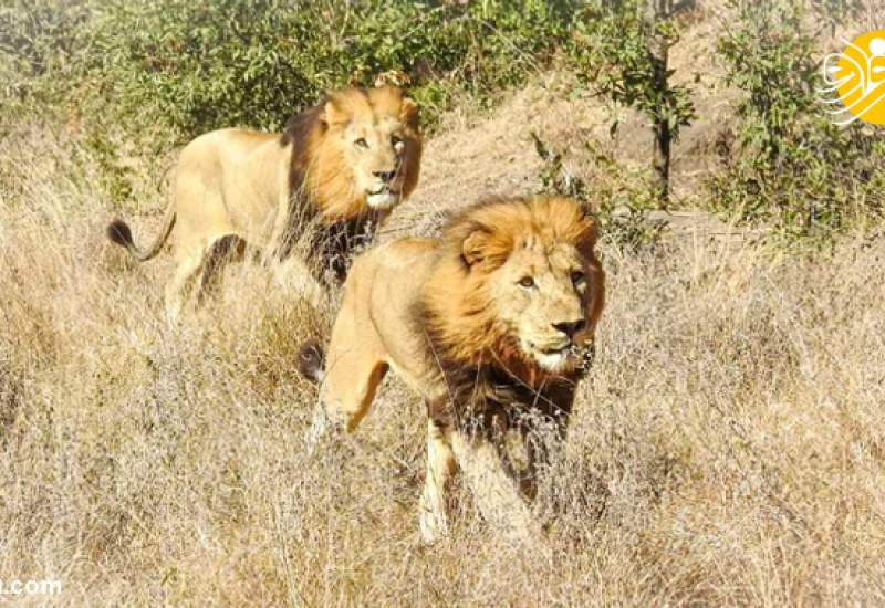 شیر (Lion)
