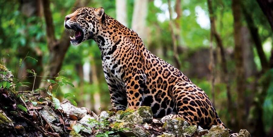 جگوار (Jaguar)
