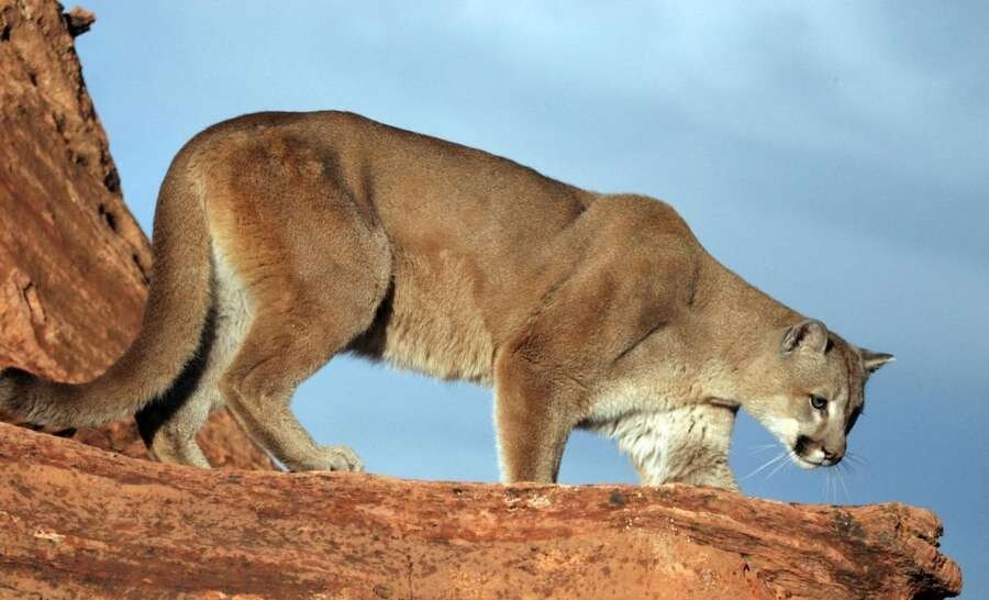 پوما (cougar)
