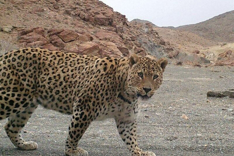 پلنگ (Leopard)
