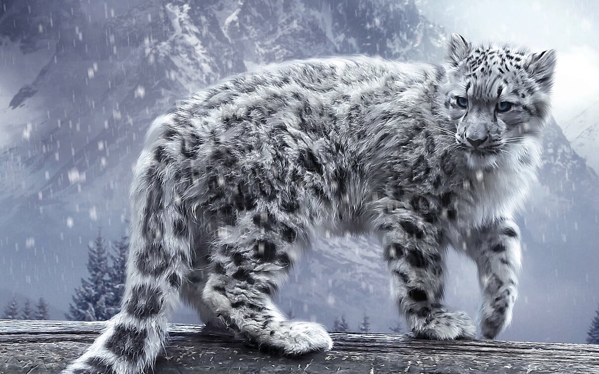 پلنگ برفی (Snow Leopard)