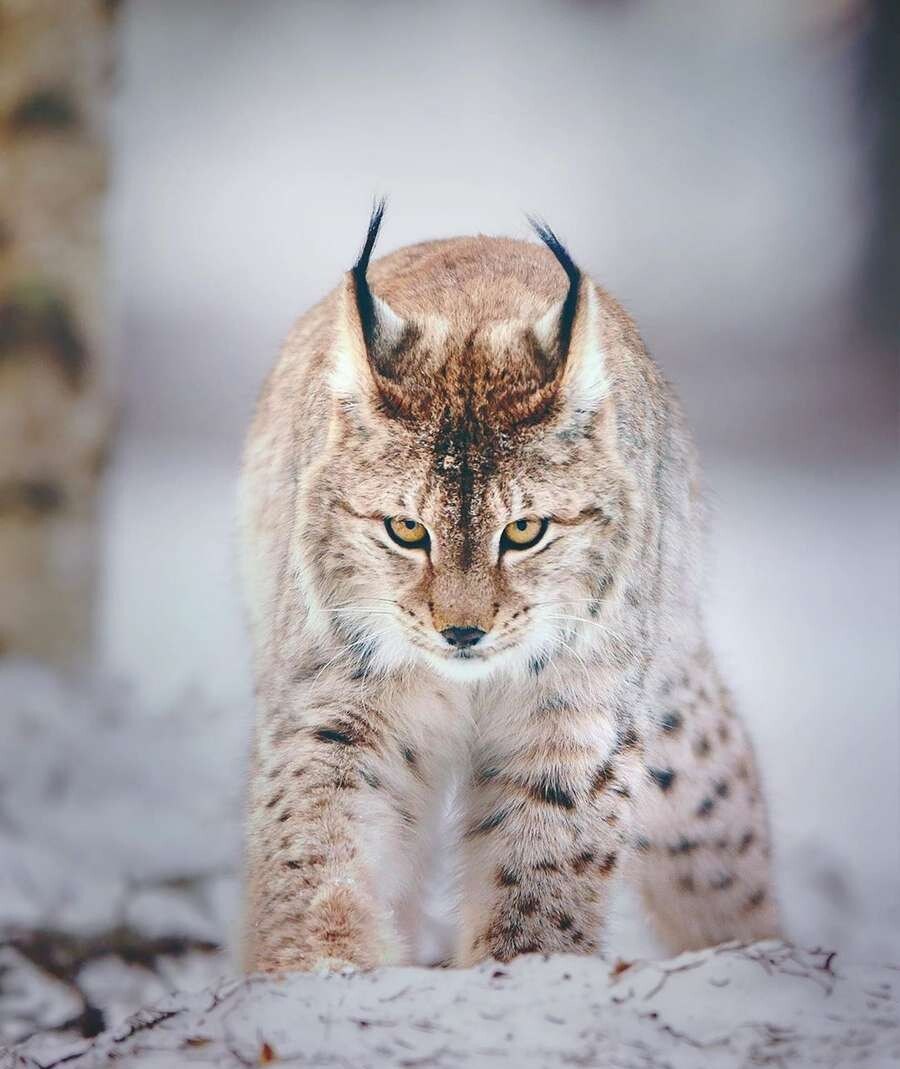 وشق اوراسیایی (Eurasian lynx)