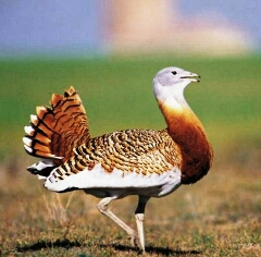 پرنده ای زیبابنام میش مرغ