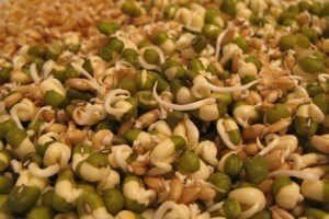 خواص جوانه ی گندم