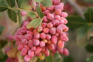 خواص پسته