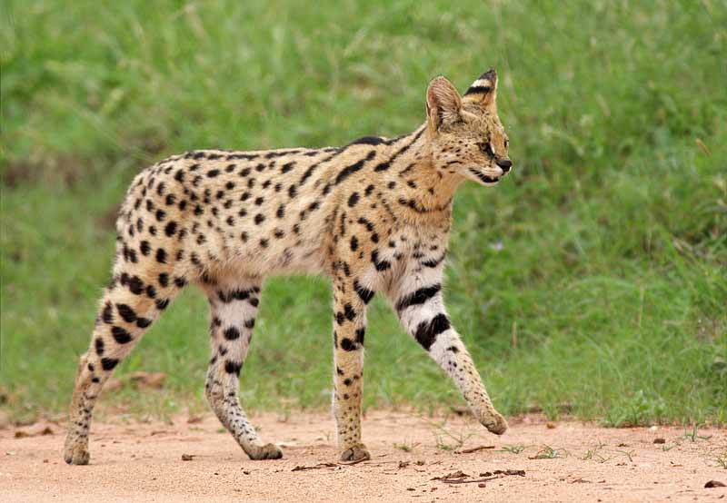 معرفی حیوان سروال (Serval)