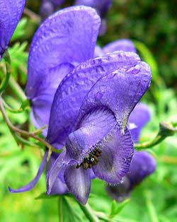 گل سمی تاج الملوک