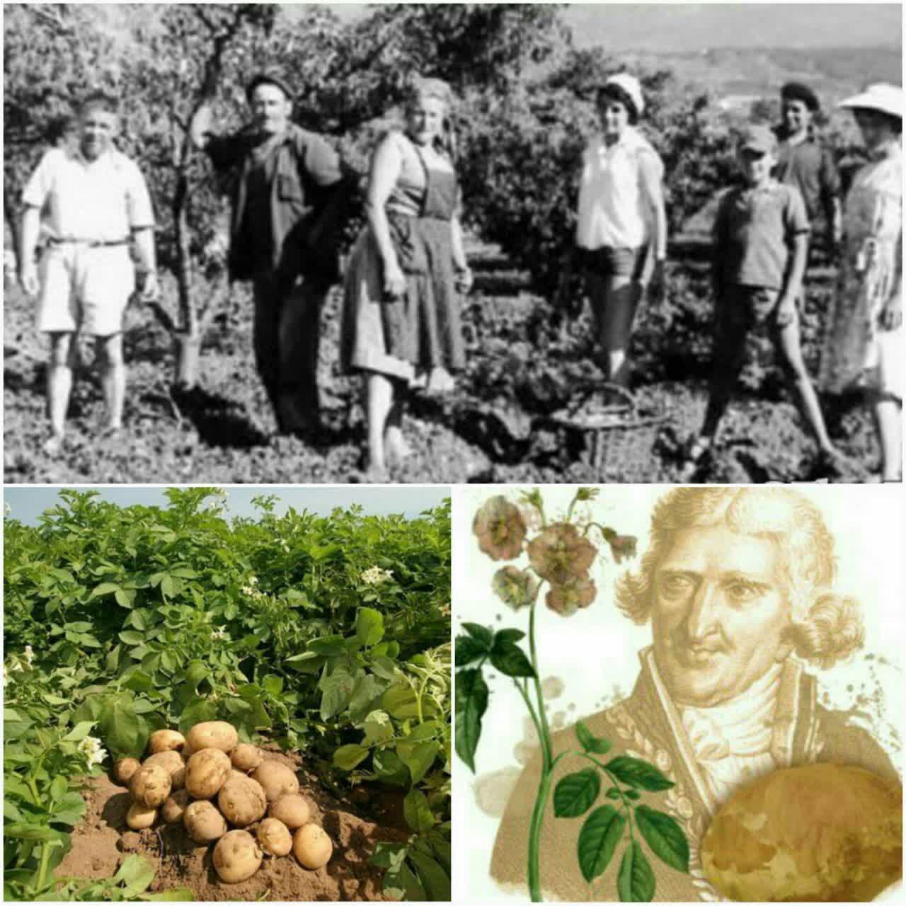 ابتدای ورود سیب زمینی به اروپا