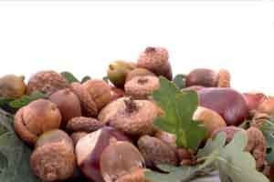 خواص خوراکی و درمانی بلوط