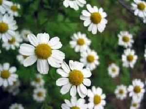 خواص بابونه چیست