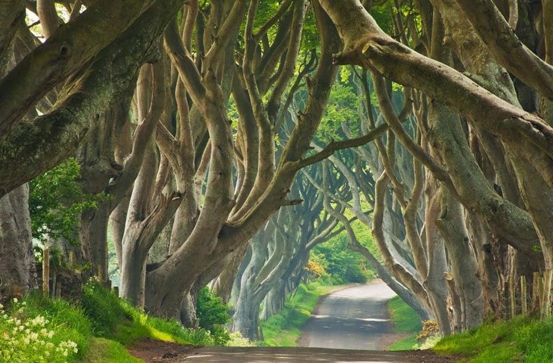 دارک هدج، ایرلند شمالی