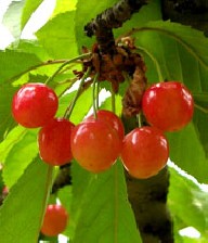 خواص گیلاس