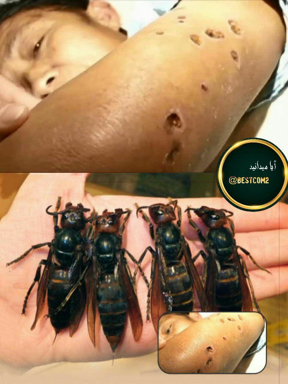 زنبور های سرخ آسیایی 