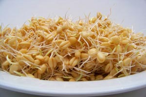خواص جوانه گندم در ماست و سالاد