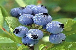 بلوبری چه میوه ای است و چه خواصی دارد