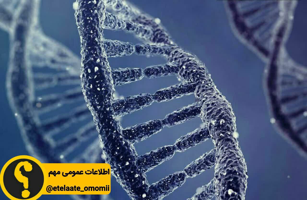 یک گرم از DNA