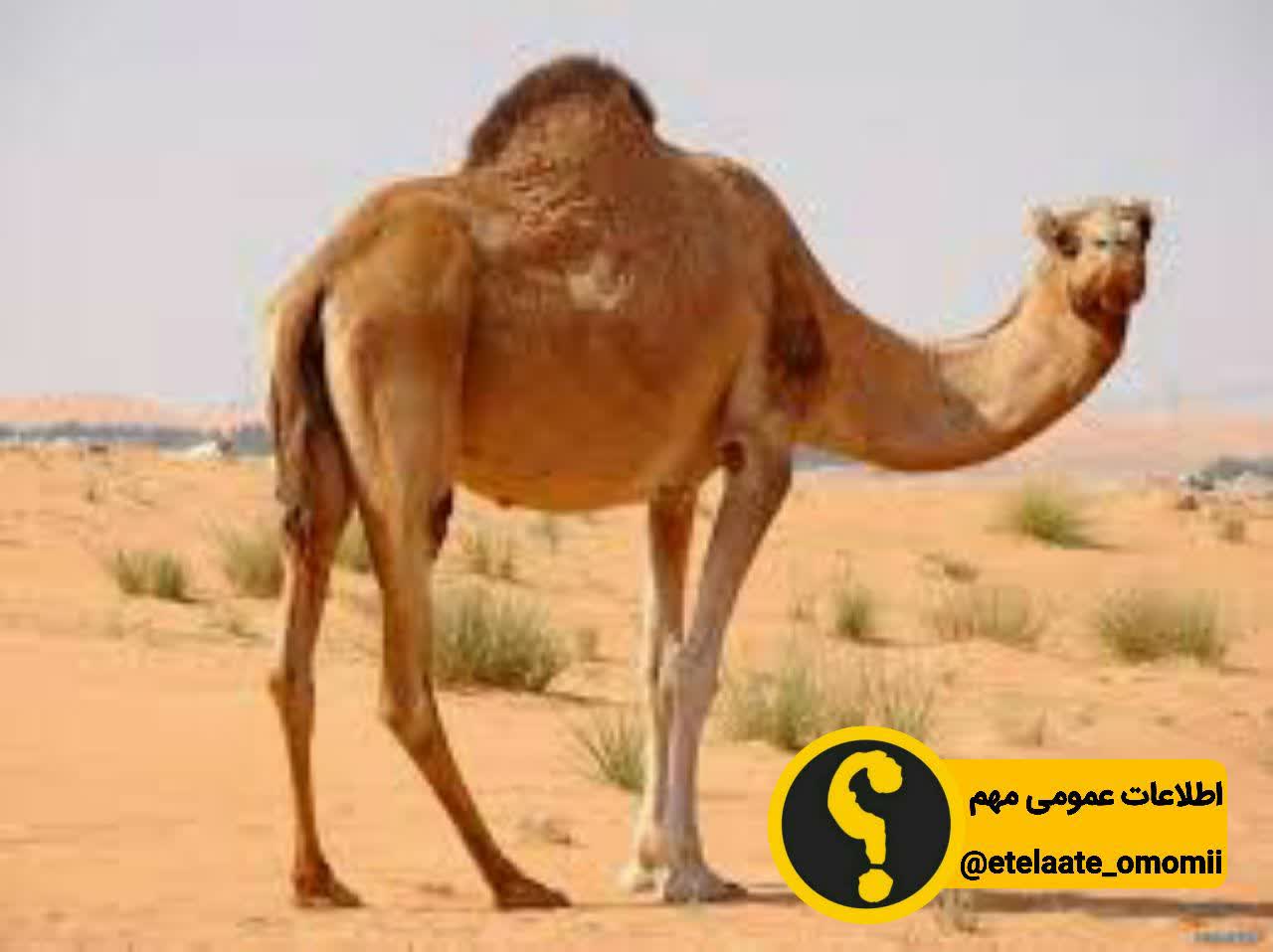 تنها حيواني كه نمي تواند شنا كند