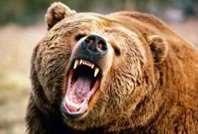 گونه‌های متفاوت خرس