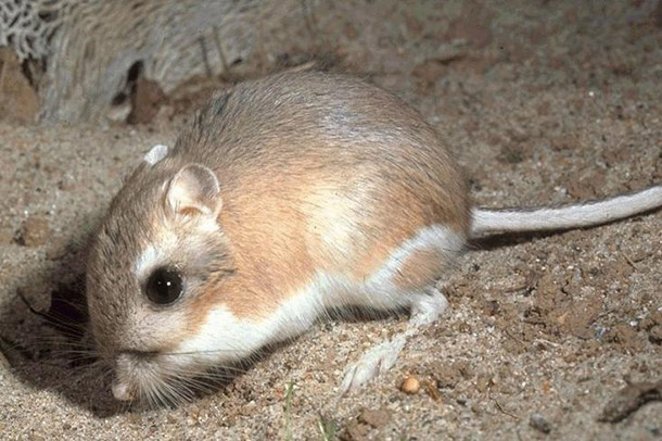 خرگوش منحصر به فرد: خرگوش کانگورویی