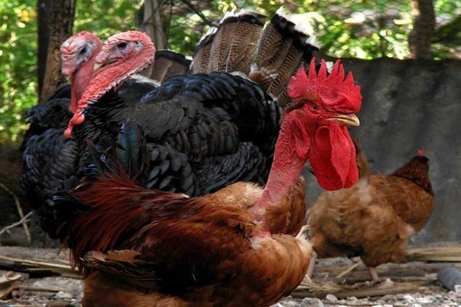 نژادی غیر عادی از مرغ: مرغ گردن‌لخت