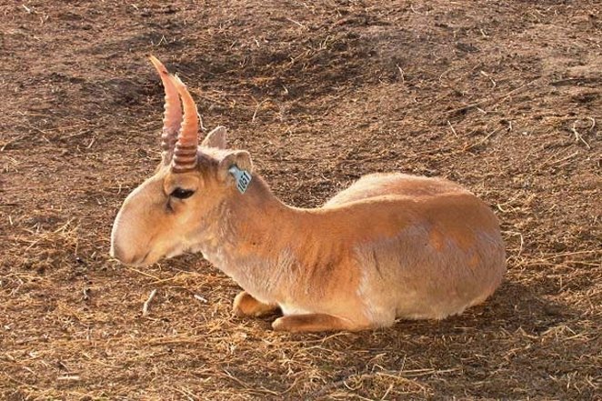 بینی متفاوت بز کوهی به نام سایگا