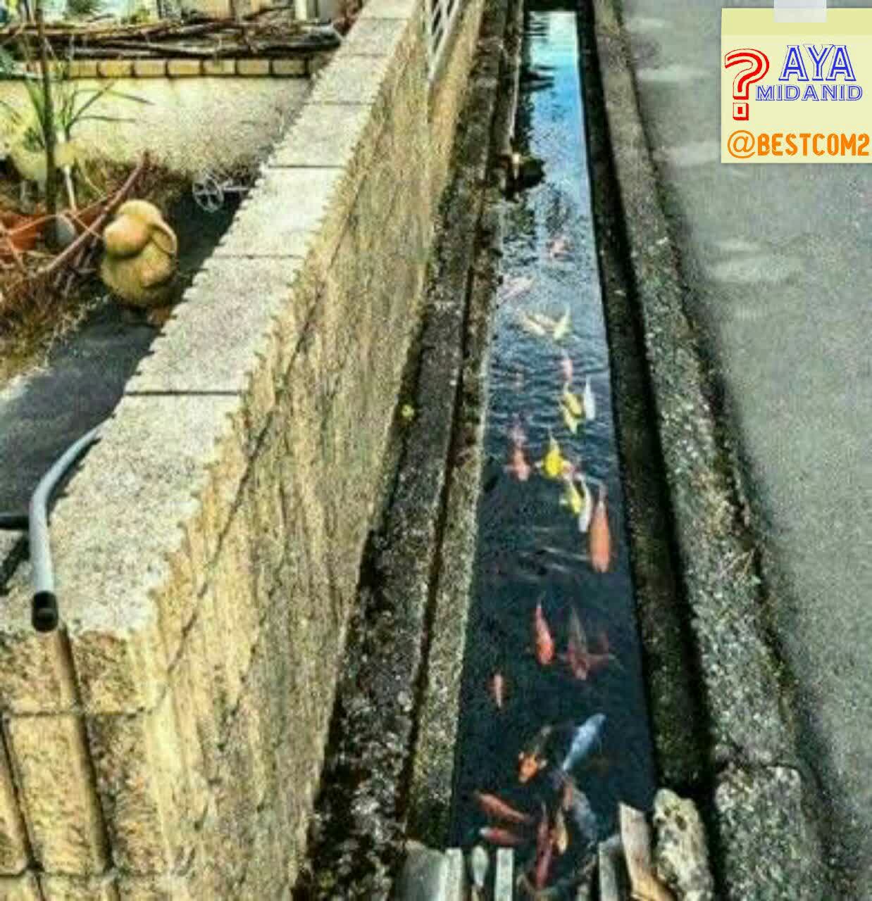 جوی هایی که محل زندگی ماهی ها هستند