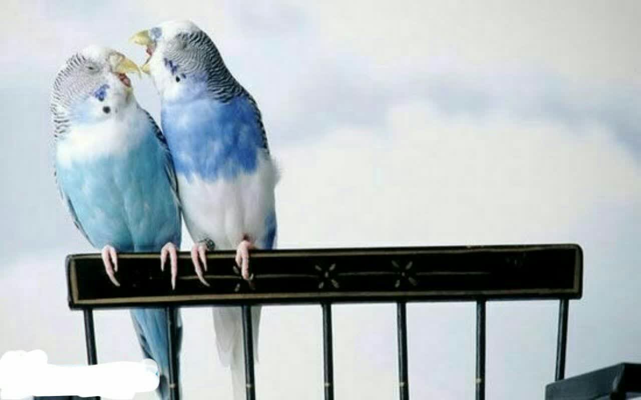 طلاق میان مرغ عشق ها