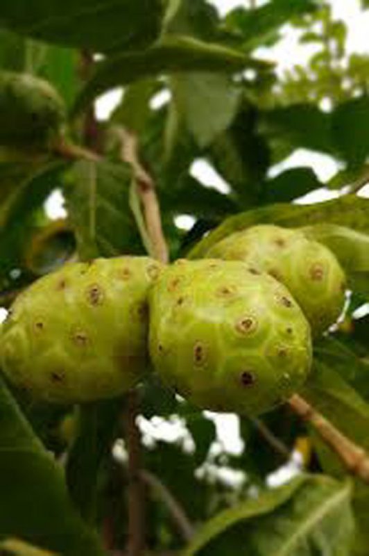 25 میوه ی عجیب آسیایی