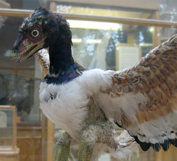 کهن‌بال