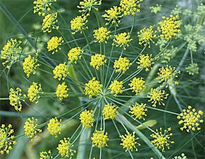 عجایب رازیانه