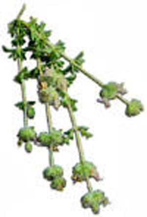 خواص عجیب مرزه