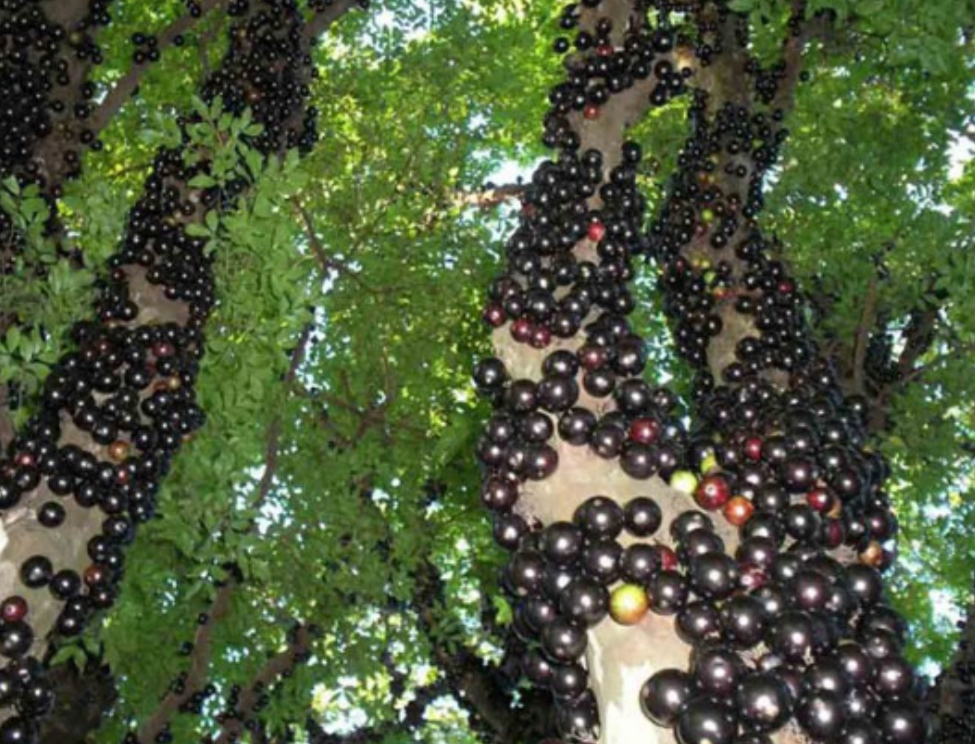 انگور برزیلی