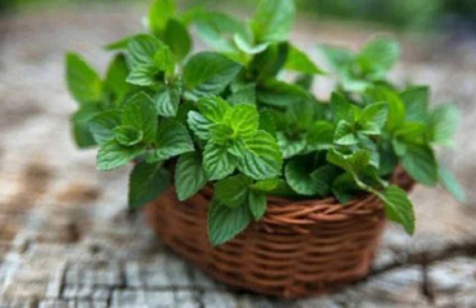 نعنا گیاهی با خواص اعجاز انگیز