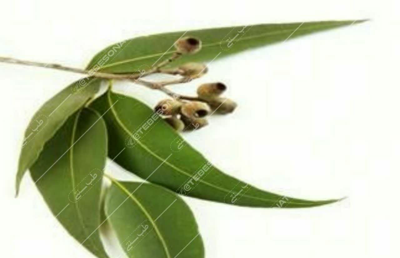 خواص اکالیپتوس