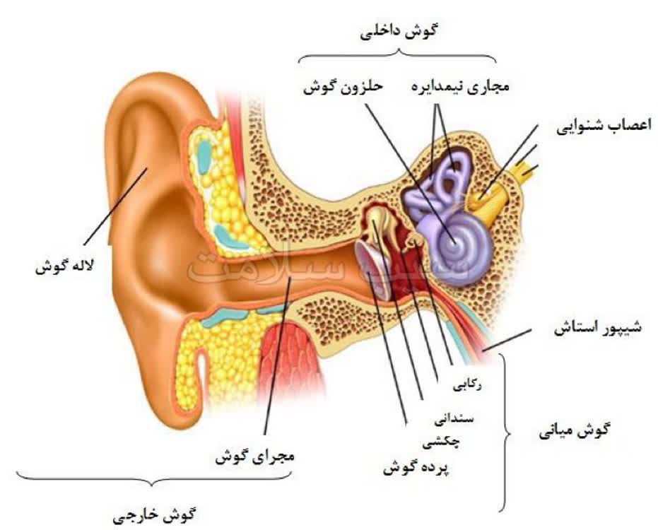 جرم گوش