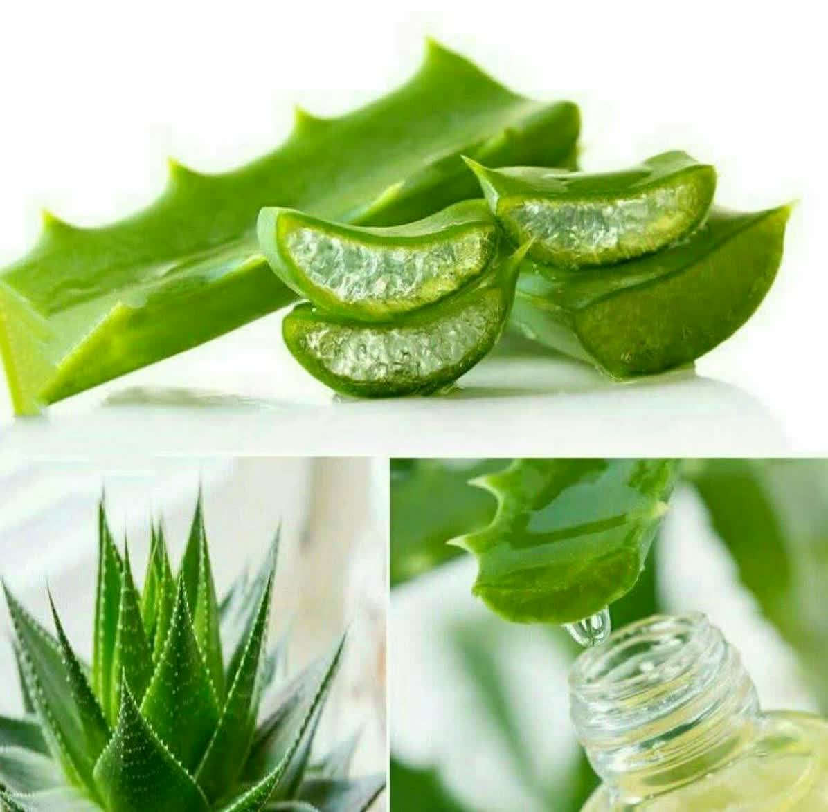 آلوئه ورا و فوایدش