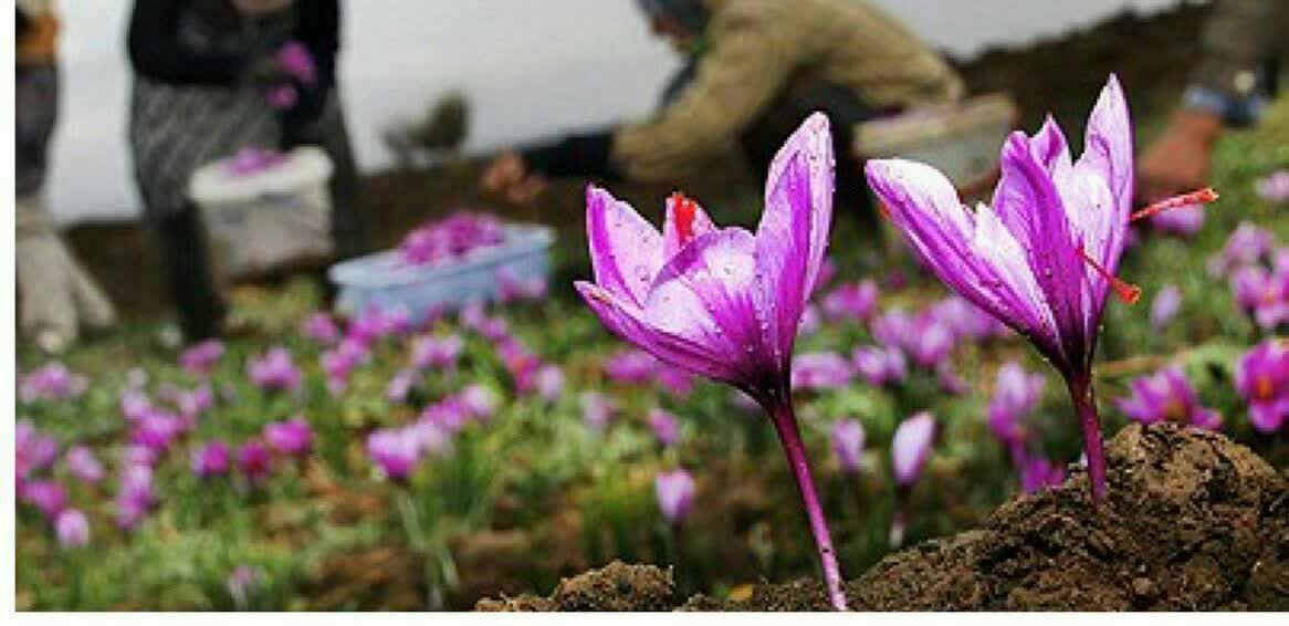 تولید زعفران
