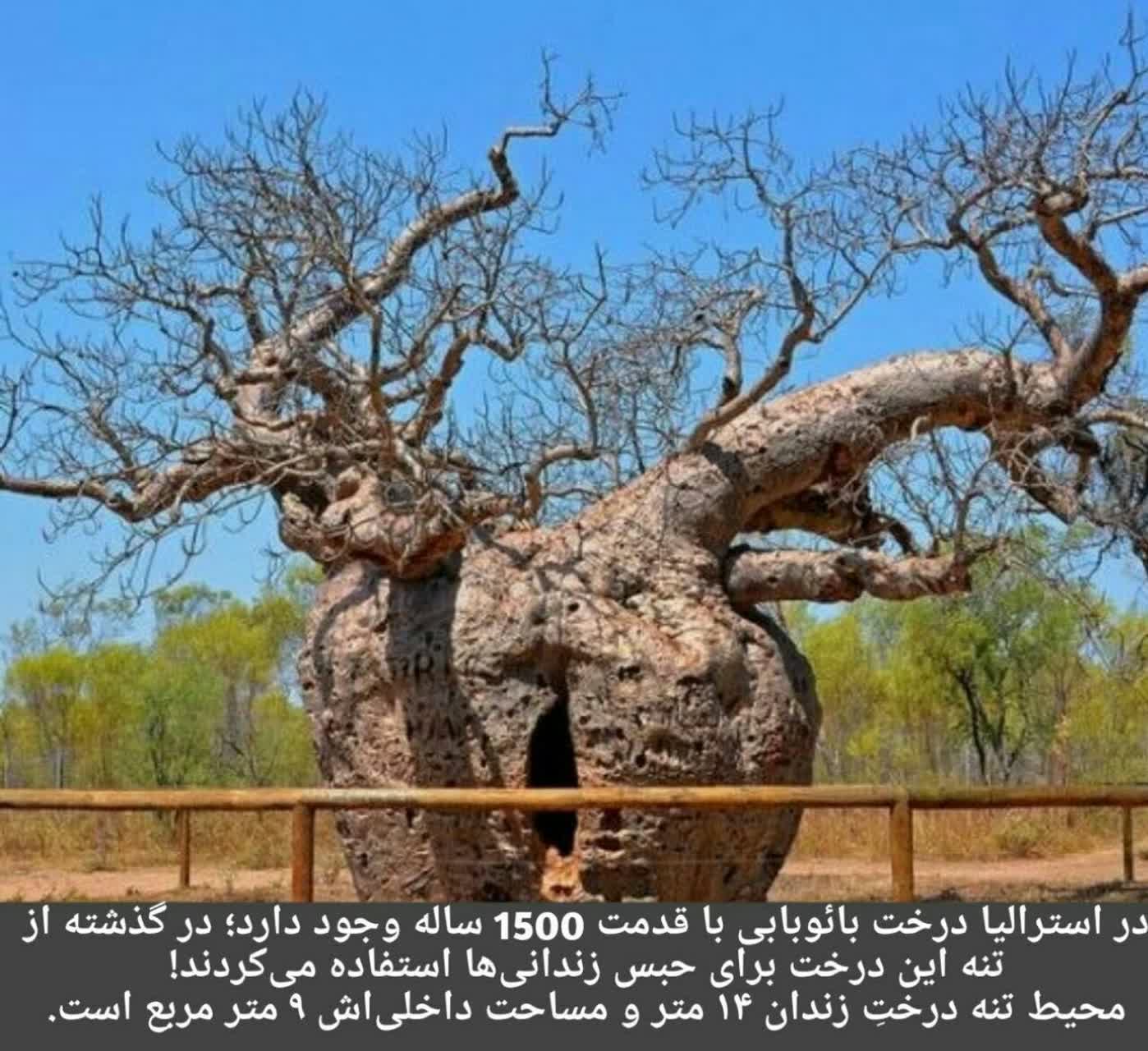 قدمت 1500 ساله