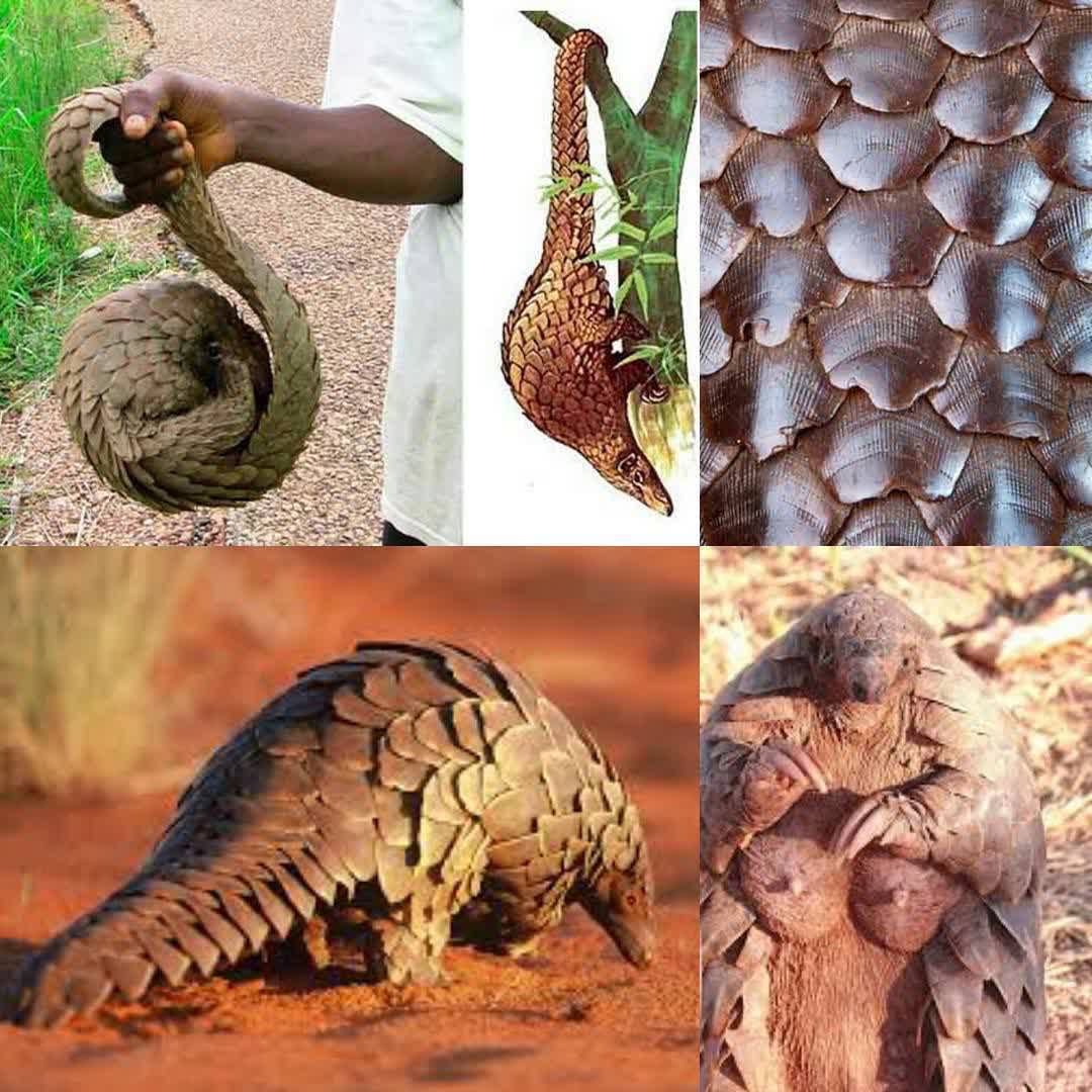 پانگولین، پستانداری ناشناخته 