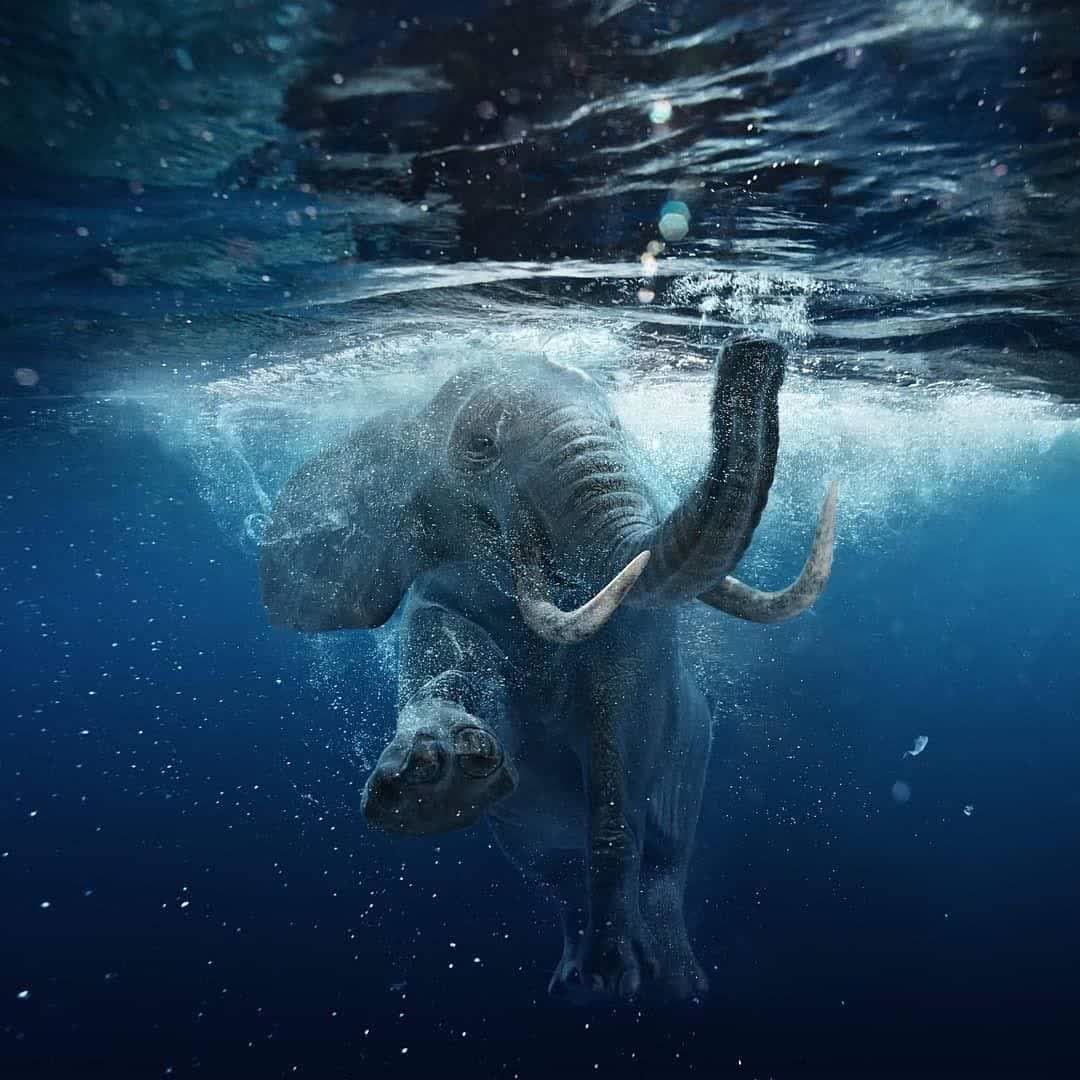 فیل‌ها شناگران بسیار ماهری هستند